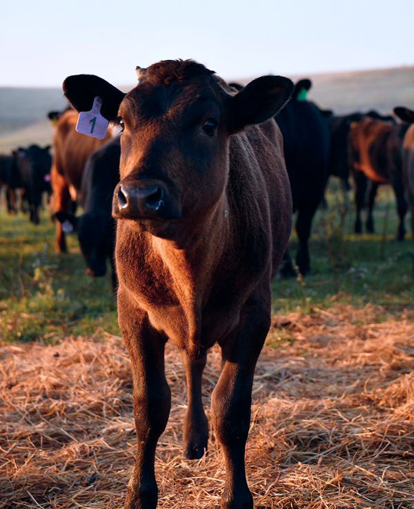 Wagyu herd in the Flint Hills