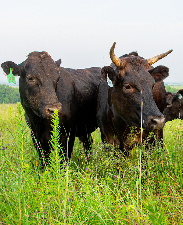 Wagyu cattle close up
