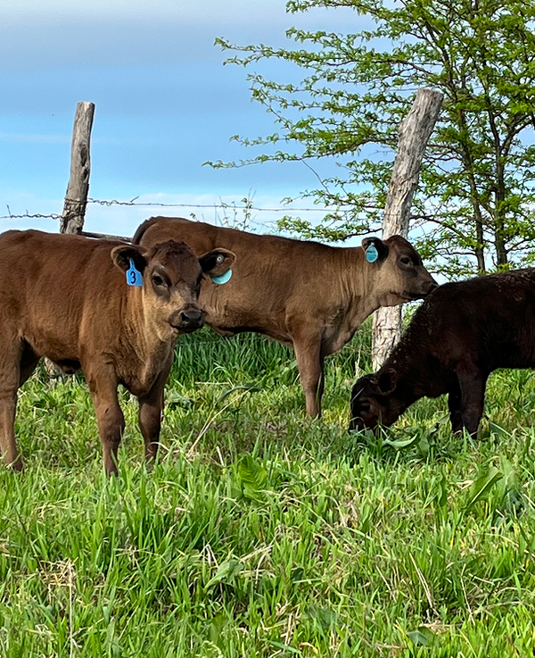 Wagyu cattle on pasture