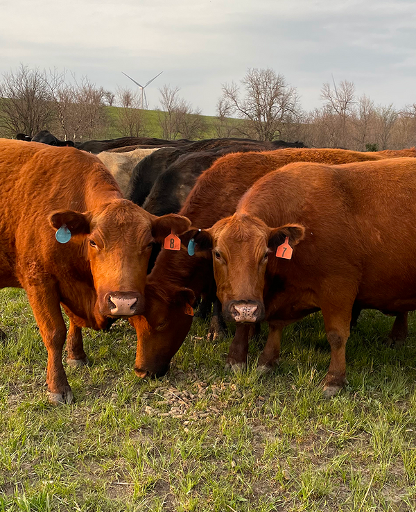 Firegrass Wagyu cattle